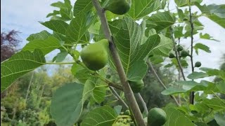 Time for my 7yo Desert King fig tree to start ripening in zone 8b PNW in my food forest [upl. by Larkin]