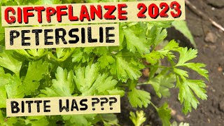 Ist Petersilie giftig Giftpflanze 2023  Ist es wirklich gefährlich Petersilie zu essen [upl. by Sams]