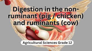 Digestion in the non ruminant pig chicken and ruminants cow [upl. by Kano]