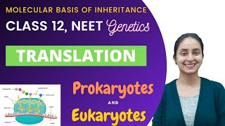 Translation  Class 12  Molecular Basis of Inheritance [upl. by Ailbert]