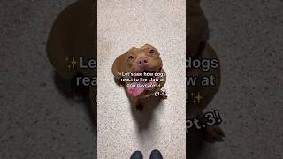 Let’s see how dogs react to the CLAW at dog daycare pt3 dogshorts dogdaycare doglover [upl. by Nikola]