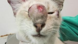 Gigantic Botfly Maggot Removed From Kittens Nose Part 70 [upl. by Aztinay]