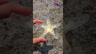 Glowing Starfish with Clear Resin and Irridescent Window Film resina resinmolds resinartist [upl. by Danialah]