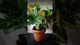 Your garden croton croton collection [upl. by Andee]