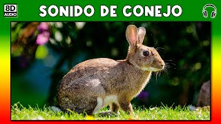 SONIDO DE CONEJO 🐰 [upl. by Neehsas]