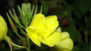 NACHTKERZE Oenothera biennis öffnet sich  HD [upl. by Garris]