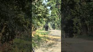 ELEPHANT ATTACK GYPSY viralshort wildlife animals nature travel 4k trending [upl. by Einiffit754]