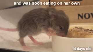 Raising a Baby Mouse 1010 Weaning [upl. by Sarat]