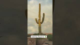 Towering Saguaro near Trader Joe’s in Scottsdale AZ cactus saguaro arizona arizonaliving [upl. by Oidualc]