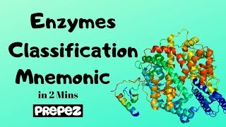 Enzymes Classification amp Examples Mnemonic in 2 mins [upl. by Ahsiuqel]