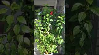 Aprajita ka plantaprajitaaprajita garden gardening viralvideo shorts harvesting [upl. by Analah]