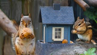 Chipmunk VampS Squirrel Who will collect the most nuts [upl. by Rubenstein434]