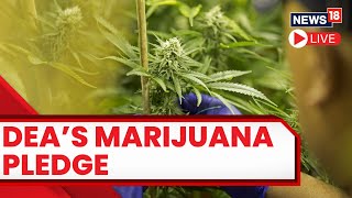 DEAs Marijuana Pledge  No Timeline On Biden Administration Marijuana Rescheduling  News18 LIVE [upl. by Eleazar291]