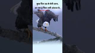 baj baj baj baaz status baj ki awaaz baaz baj status baaz new status eagle new status shorts [upl. by Reyna]