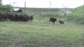 bouvier herding cattle [upl. by Arrad359]