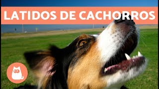 Latidos de cachorros os mais fofos e engraçados [upl. by Aicetal907]