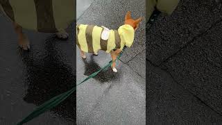 【元保護犬らんまるとなな】ななと秋雨散歩 shorts dog かわいい 可愛いわんこ かわいい犬犬 子犬 雑種犬飼ってると毎日楽しい 雑種犬 元保護犬 [upl. by Namqul9]