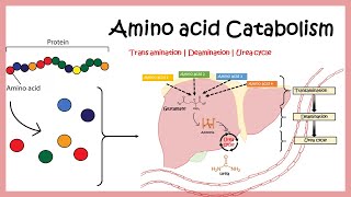 Amino acid catabolism Transamination  Deamination  Urea cycle [upl. by Eireva206]