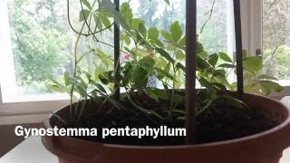 Gynostemma pentphyllum Jiaogulan Immortality Herb [upl. by Eileen802]