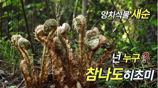 퍼니의 양치식물 넌 누구 참나도히초미 Polystichum ovatopaleaceum var coraiense SaKurata [upl. by Curkell]