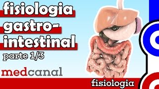 Fisiologia Gastrointestinal  FISIOLOGIA Parte 1 [upl. by Ressay47]