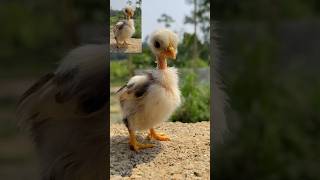 Beautiful hen chicks  Ganja murga  Ganja chicks shorts hen chicken spsamirpets murga aseel [upl. by Aicnerolf]