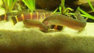 Kuhli loach feeding frenzy [upl. by Toile]