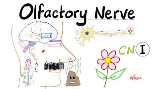 Neuroanatomy  Olfactory Nerve Olfaction amp Anosmia  Cranial Nerve I  Lecture 1 [upl. by Latsyk]