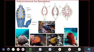 Séance 3 Biologie animale Embranchement des Spongiaires amp Embranchement des Cnidaires [upl. by Caraviello]