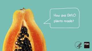 Agricultural Biotechnology How Are GMO Plants Made [upl. by Derfniw]