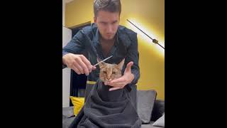 Caracal cat gets new haircut  arielcaracat [upl. by Tonye]