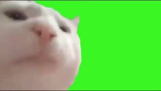 Official cat vibing greenscreen perfect loop [upl. by Aysahc246]