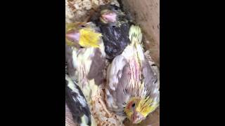 Reproducere Papagal Nimfa  Cockatiel breeding 2015 [upl. by Tanah]