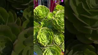 Aeonium Succulent [upl. by Ilario]