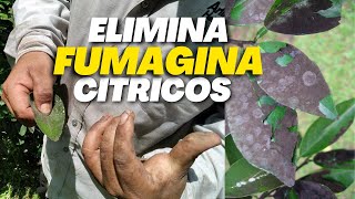 Elimina la FUMAGINA en CÍTRICOS 🌿 Como Combatir Fumagina en limonero [upl. by Aseram]