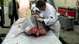 Making Bluefin Tuna Sushi [upl. by Analram]