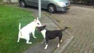 BullTerrier fighting See this awasome fight [upl. by Antonie]