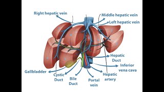 Anatomy of Liver segments 1 Part iii [upl. by Eiramanit596]