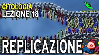 La REPLICAZIONE del DNA Citologia Lezione 18 [upl. by Lavro]