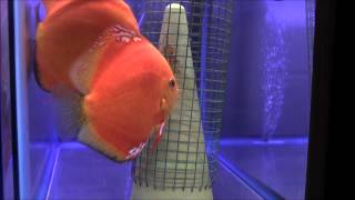 HOW TO BREED DISCUS WITH DISCUS HANS [upl. by Faxen]