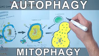 Autophagy Mechanism  Mitophagy [upl. by Esilrahc]