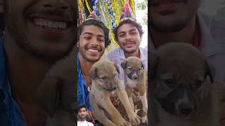 4 Kutte 🐶का birthday 🥳मनाया birthdaydog comedy [upl. by Anallese]