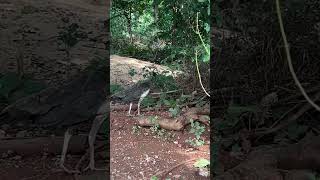 Peahen peahenssound peacock jungle nature [upl. by Hiro]