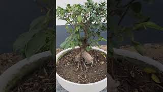 Beautiful bonsai Ficus retusa 😍shorts [upl. by Nilla863]