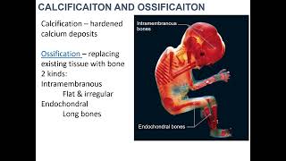 Intramembranous Ossification 24 [upl. by Nauwaj]