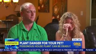 Sago Palm Plants are killing animals and Dogs [upl. by Annaor]