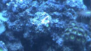 Very Healthy Reef Aquarium Actinic Lights Only Close Ups [upl. by Assilym]