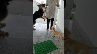 பைரவரிடம் வேண்டும் puppies petowner pets ytshorts [upl. by Enyal]