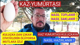 Kaz Yumurtası Nasıl Toplanır Saklanır Kuluçkaya Hazırlanır Kuluçkadan çıkan civcivler neden ölür [upl. by Tloc204]