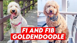 7 Key Differences Between F1 And F1b Generation Goldendoodle [upl. by Kcirdet]